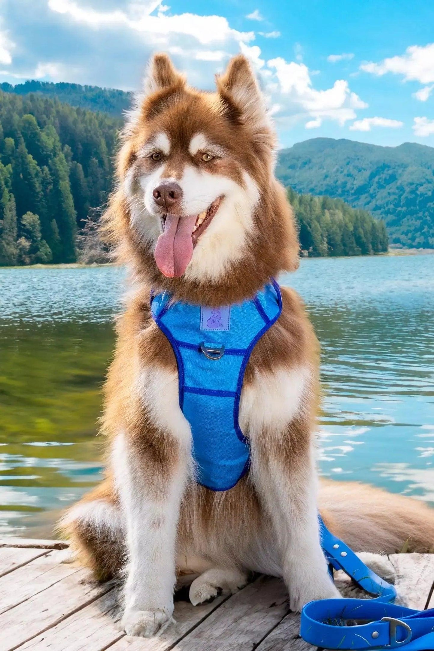 Ultimate Designer Dog Harness - Stylish and Comfortable with