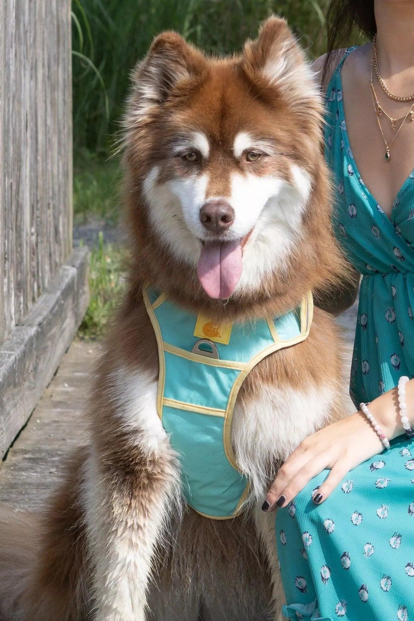 Ultimate Designer Dog Harness - Stylish and Comfortable with